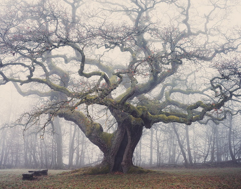 Компания Трампа планирует построить башню Trump Tower в Тбилиси
